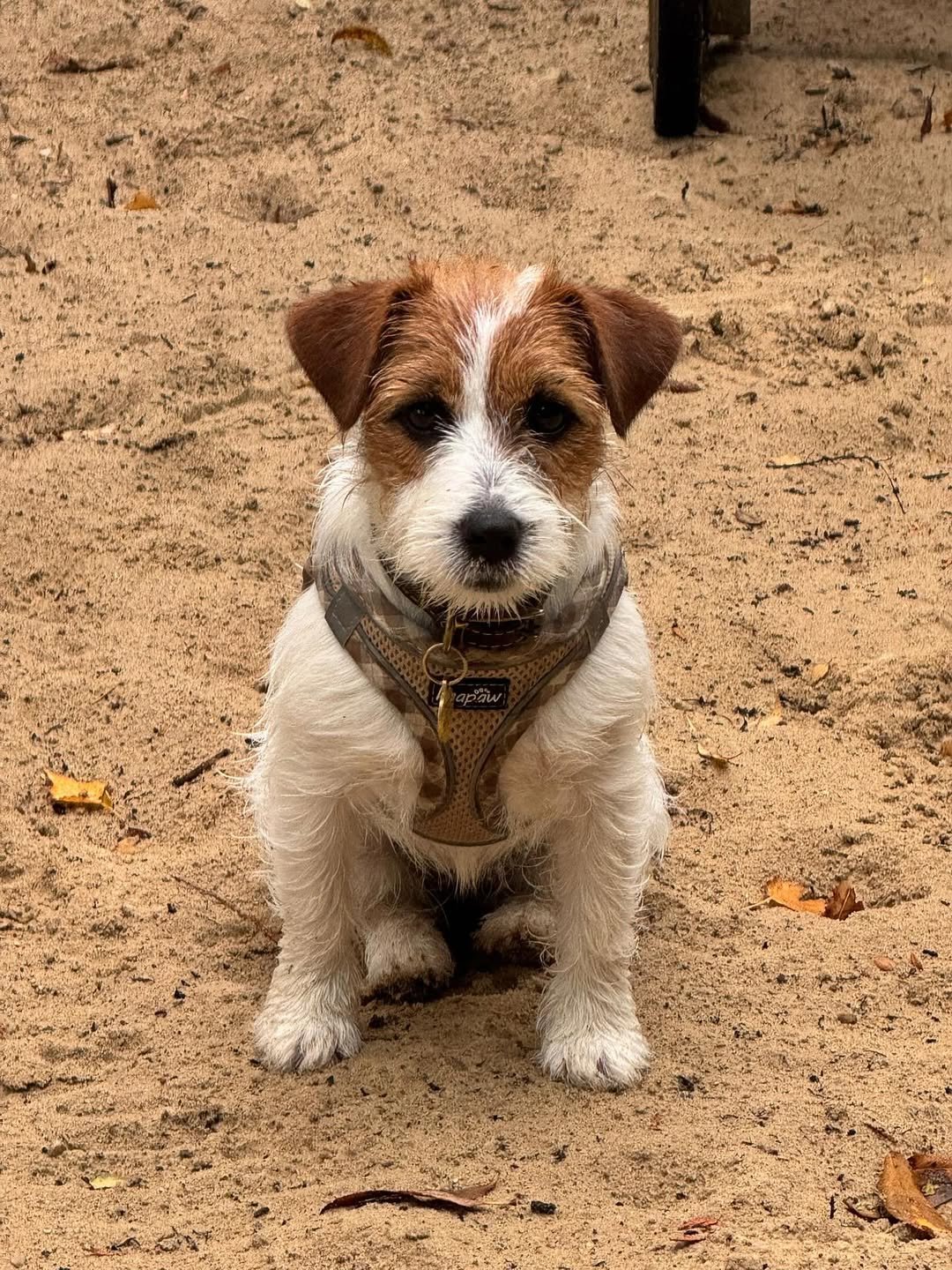 Did some VERY important burrowing this morning. Swipe to see my skills 🪏 #jackrussellterriersof